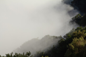 Clouds rolling over the forest near Fanal Pond in Madeira