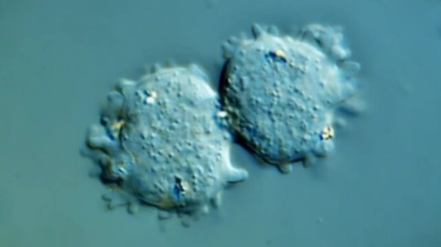 Microorganisms under the microscope