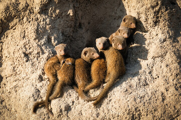 Family of dwarf mongoose in the Kruger National Park