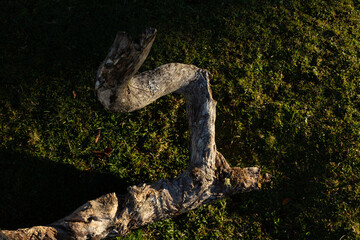 Large fallen tree lying on green grass at Fanal Pond, Madeira.