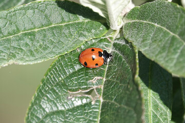 Obraz premium 7-spot Ladybird (Coccinella septempunctata)