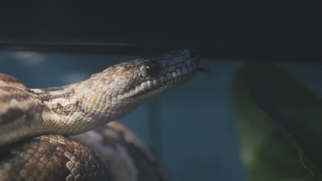 Snake is shown in a tank with a green leaf in the background. The snake is brown and white and has a long, thin body
