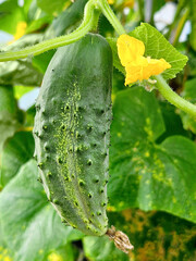 Young ripe growing cucumber in a home garden