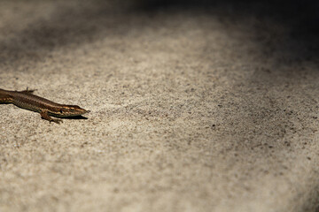 A lizard on a rock