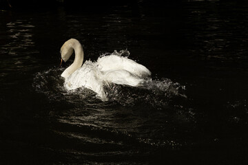A beautiful swan diving into the water, creating ripples as it submerges. The image captures the...