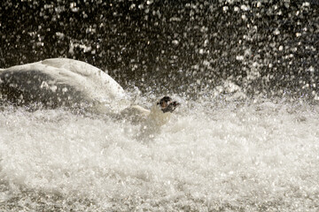 Naklejka premium A white happy swan swimming near a waterfall, captured through the waterfall's mist. Water droplets are visible on the foreground.