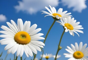White Colored Daisy on a blue sky