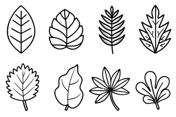 foliage line art elegant illustration featuring flowing organic plant lines  