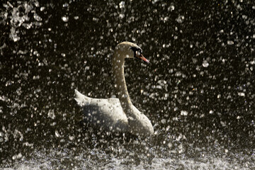 A white swan gracefully swimming in water drops. Water droplets are visible on the foreground,.