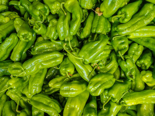 Green bell pepper plantation with plastic film placed over the ground, Sweet pepper plant in a farmer's field, paprika, bell pepper in greenhouse or glasshouse, in state Jijel Algeria, North Africa.