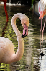 A flamingo gracefully cleaning its feathers with its beak, showcasing the bird's elegant preening behavior. The image captures the bird in a peaceful moment, maintaining its vibrant plumage.