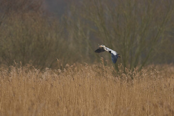 Grey Heron (Ardea cinerea) flying low over a reed bed whilst collecting nesting material at Ham Wall in Somerset, England, United Kingdom.
