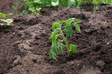 farmer planting to soil tomato seedling in a garden bed