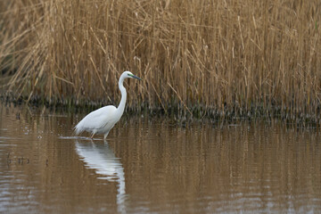 Great White Egret (Ardea alba) taking off from water in the marshland of the Somerset Levels, United Kingdom.