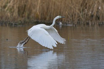 Great White Egret (Ardea alba) taking off from water in the marshland of the Somerset Levels, United Kingdom.