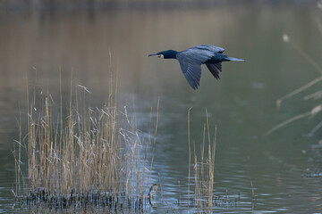 Cormorant (Phalacrocorax carbo) in flight over the marsh land of the Somerset Levels in Somerset, United Kingdom.