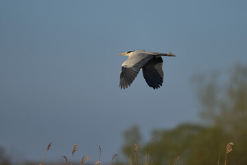 Grey Heron (Ardea cinerea) flying low over a reed bed whilst collecting nesting material at Ham Wall in Somerset, England, United Kingdom.