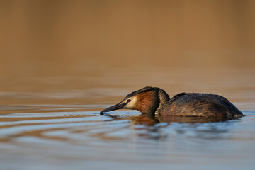 Great Crested Grebe (Podiceps cristatus) swimming on a lake in the Somerset Levels, Somerset, United Kingdom.