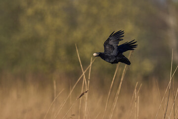 Carrion Crow (Corvus corone) in flight carrying a recently stolen birds egg over the Somerset Levels, Somerset, United Kingdom.      