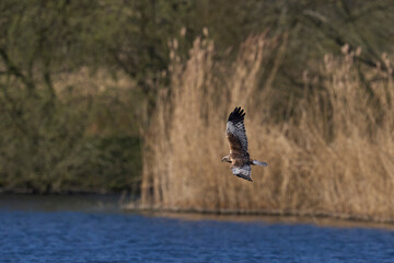 Marsh Harrier (Circus aeruginosus) hunting over a reedbed in the Somerset Levels in the United Kingdom