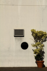 A solitary tree in a decorative pot adds a touch of greenery to a Funchal street corner.