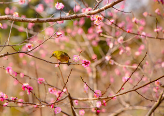 Japanese White-eye Bird on a branch with cherry blossoms or Sakura - Japan