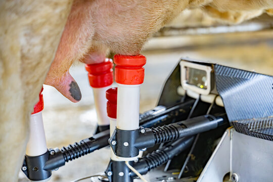 Robot trayeur en action sur un pie de vache