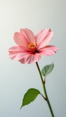 Simple yet elegant flower against white backdrop, floral, hue