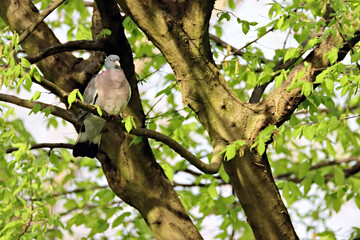 Wood Pigeon