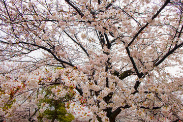 Beautiful sakura flower (cherry blossom) in spring. sakura tree flower on blue sky - Japan