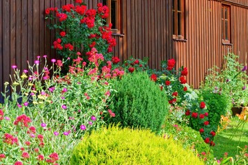 Summer garden  with blooming perenial flowers