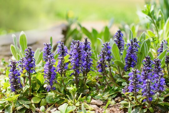 Ajuga, Bugleherb or Bugleweed (Ajuga reptans) in the spring garden