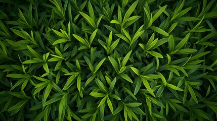 Fototapeta premium natural green leaf pattern background in garden setting, abstract foliage wallpaper with fresh and eco-friendly style