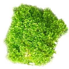 Miniature Fern Plant with Lush Green Foliage