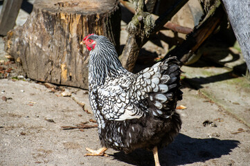 chicken in the farm