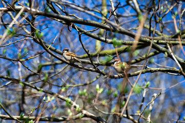 sparrows on the tree branch