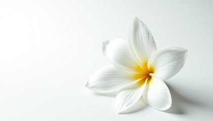Close-up of pristine white flower petals against a stark white background , minimalism, white