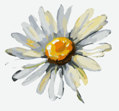 ladybug on daisy
