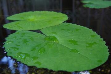Water drops on lotus leaf 