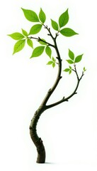 Twisted isolated branches on white background, green, nature, solitary