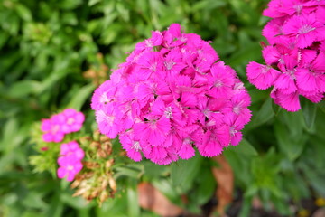 Close-up of Sweet William, also known as Dianthus barbatus.
