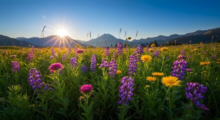 Obraz premium Sunrise over a mountain meadow filled with vibrant lupine and wildflowers, creating a stunning natural landscape.