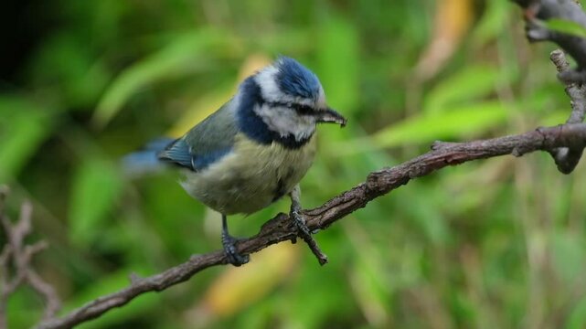 The blue tit ( Cyanistes caeruleus), a small, colorful bird, is easily recognized by its blue cap, white cheeks, black eyestripes, yellow belly, and blue wings and tail. 