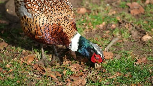 Pheasants are birds of several genera within the family Phasianidae in the order Galliformes.