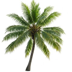 coconut tree on white background