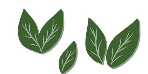 green leaves isolated on white background