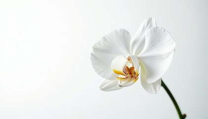 Fototapeta premium Delicate white orchid blossom, pristine petals against pure white background, image, beauty