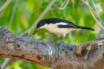 Gabon Boubou Laniarius bicolor, Chunky black-and-white bushshrike., Chobe National Park, Botswana.