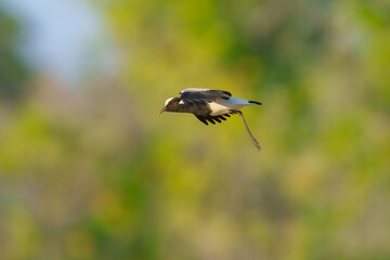 Flying Blacksmith Lapwing (Vanellus armatus), The black smith plover, renamed the black smith lapwing, is a common bird in Southern Africa