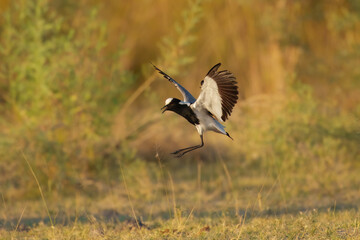 Flying Blacksmith Lapwing (Vanellus armatus), The black smith plover, renamed the black smith lapwing, is a common bird in Southern Africa